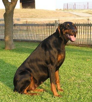 Female Doberman Pinscher