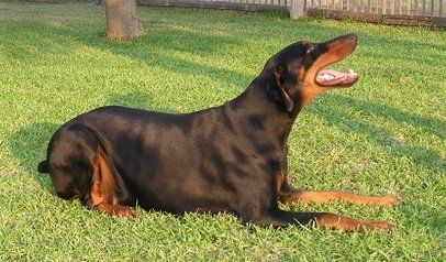 Female Dobe