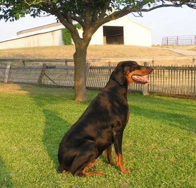 Female Dobe