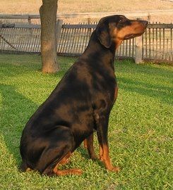 Female Doberman Pinscher