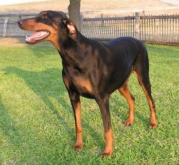 Doberman Pinschers