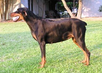 Doberman Pinschers