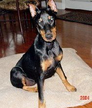 Doberman Pinscher puppy