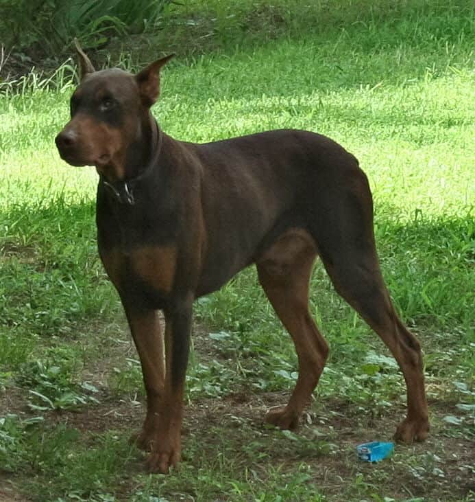 red/rust male doberman breeding sire