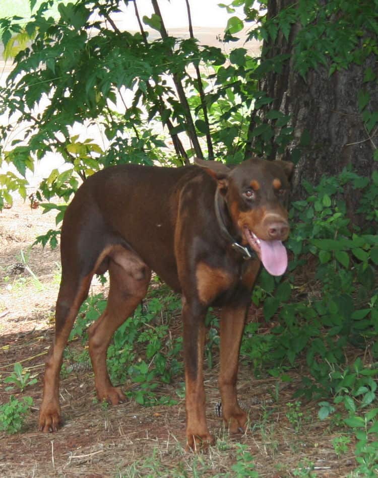 red/rust male doberman breeding sire