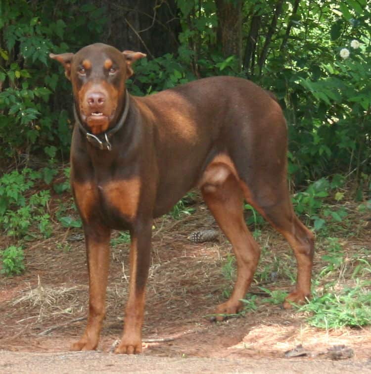 red/rust male doberman breeding sire