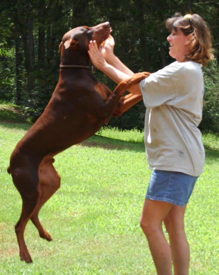 red/rust male doberman breeding sire