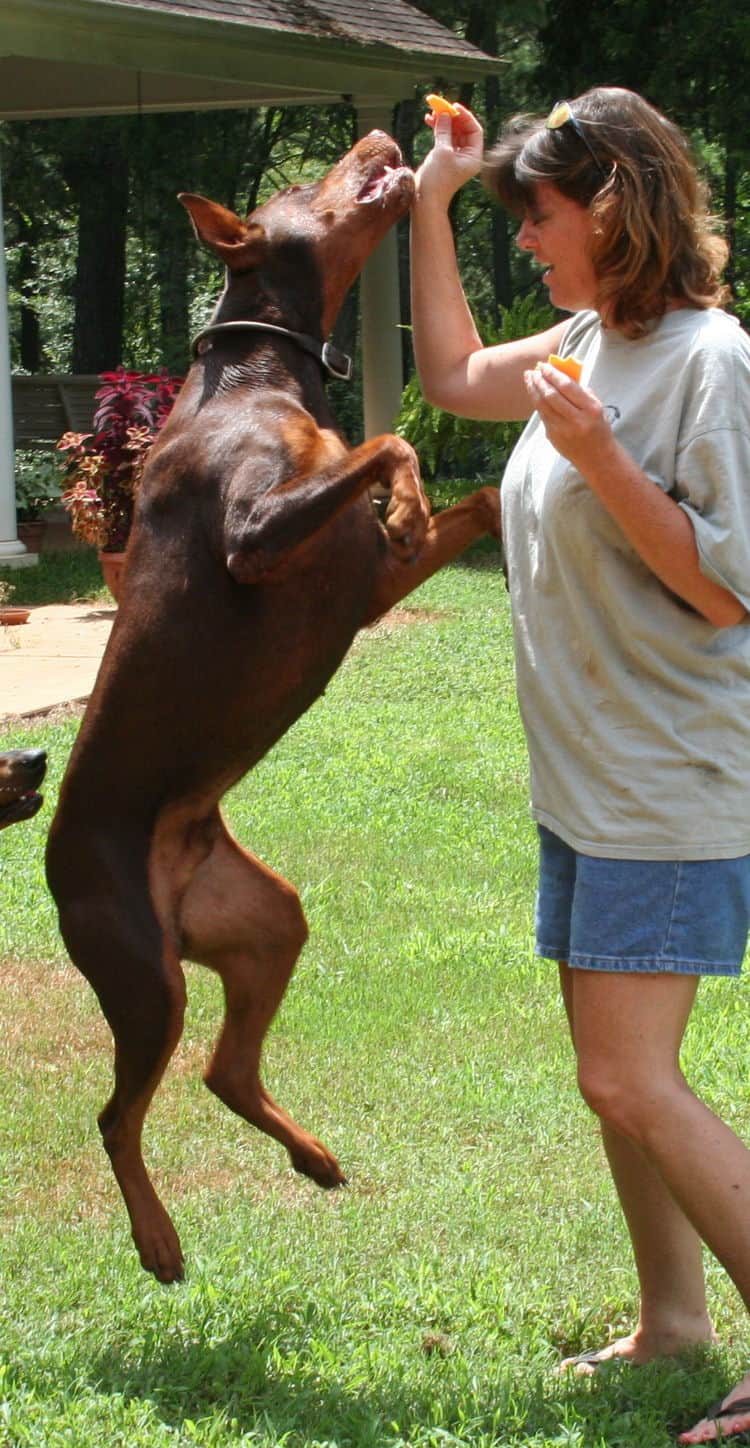 red/rust male doberman breeding sire