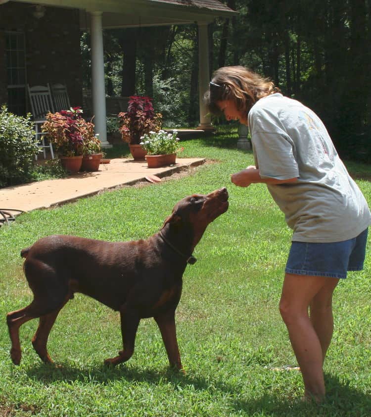 red/rust male doberman breeding sire