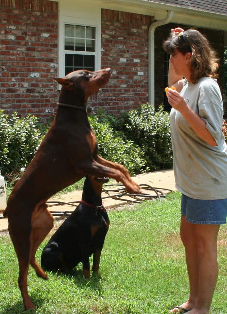 red/rust male doberman breeding sire