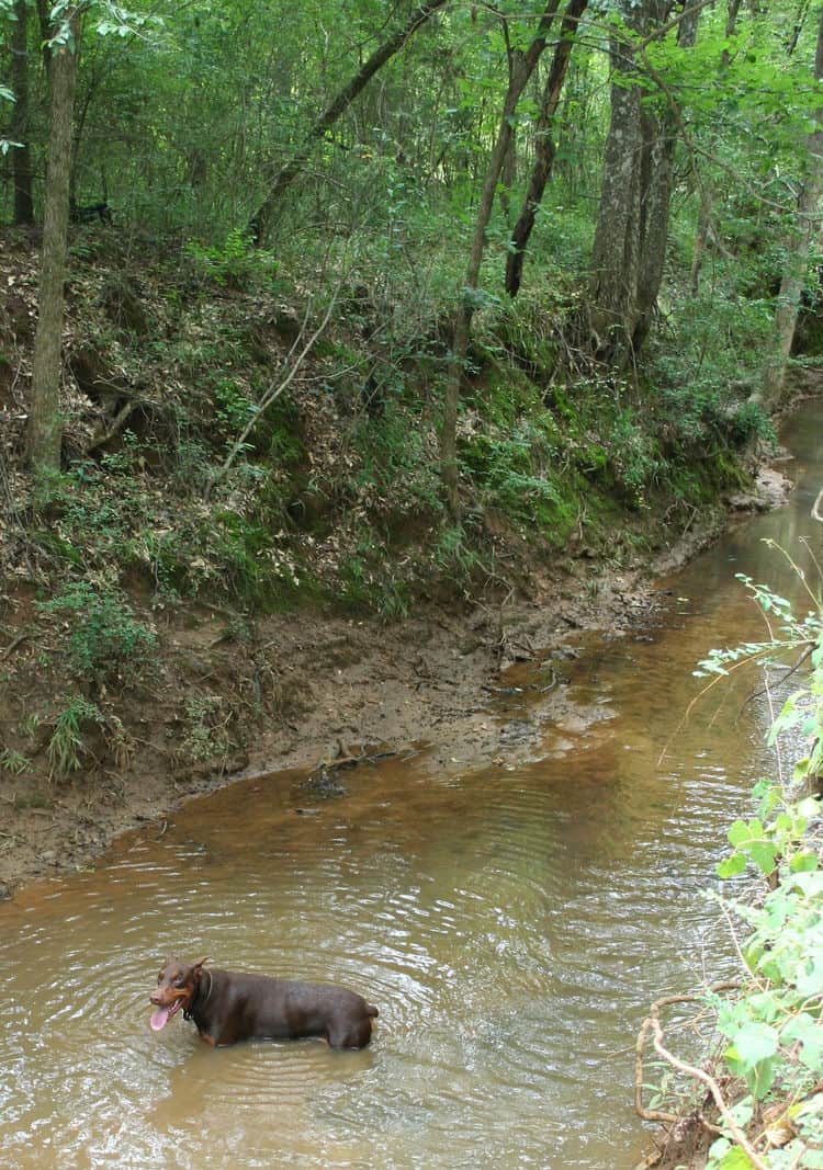 red/rust male doberman breeding sire