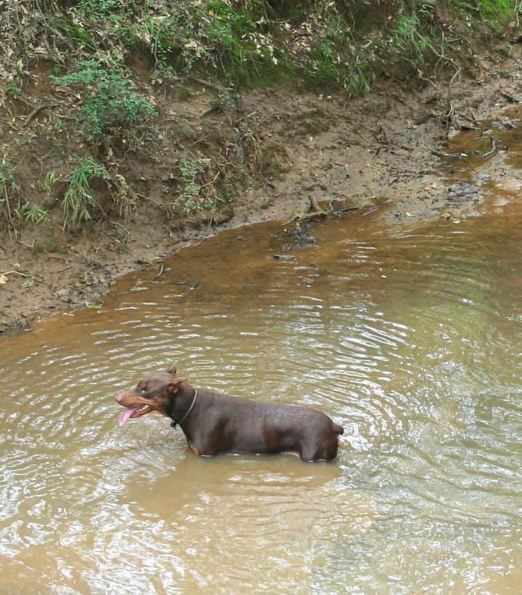 red/rust male doberman breeding sire