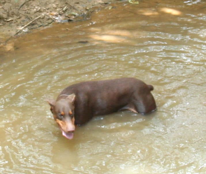 red/rust male doberman breeding sire