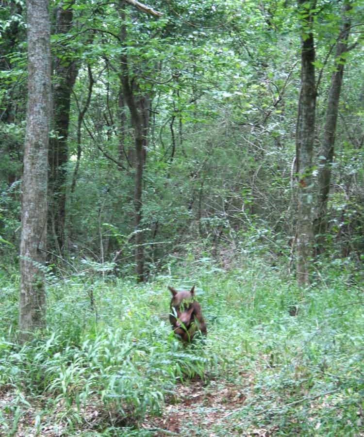 red/rust male doberman breeding sire