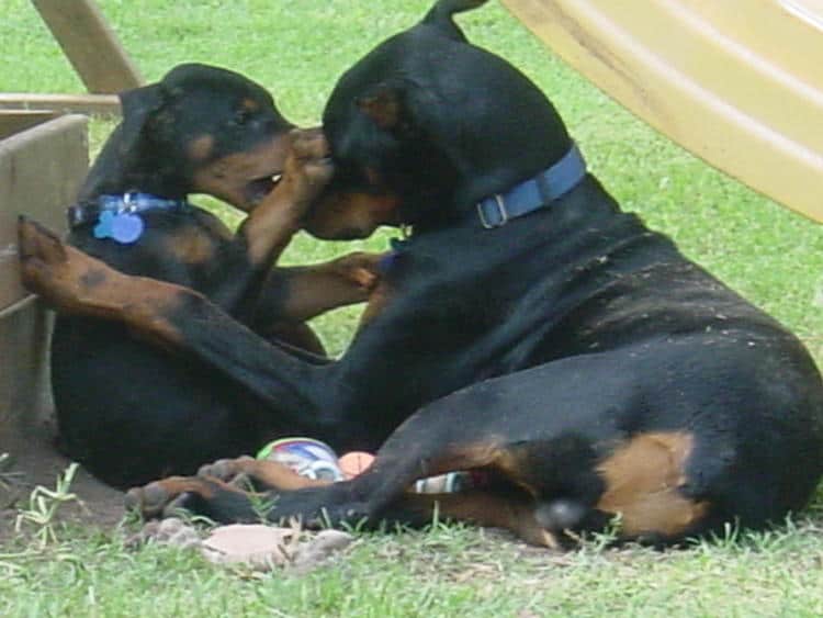 Doberman Pinschers