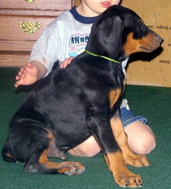 dobie pup children