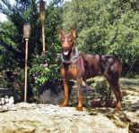 red rust female doberman breeding dam