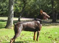 red rust female doberman breeding dam