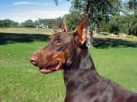 red rust female doberman breeding dam