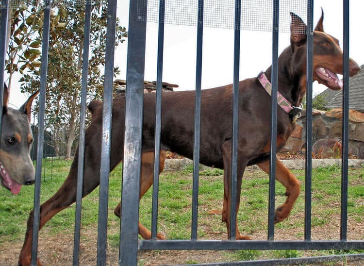 red rust female doberman breeding dam