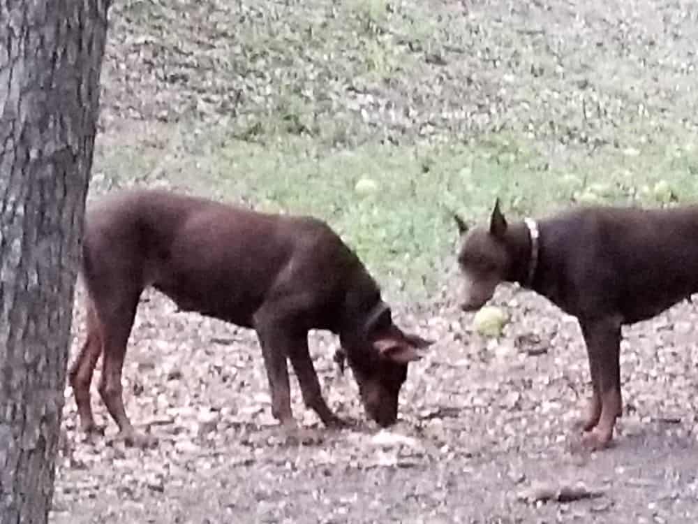 red and rust female dobermans