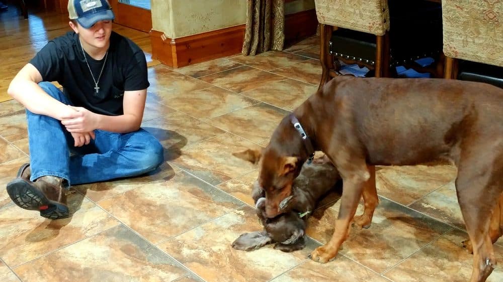 red female doberman and dog play