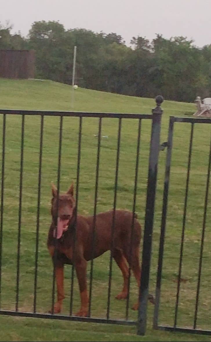 red female doberman