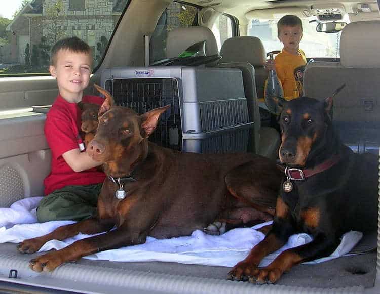 7 week old doberman puppies