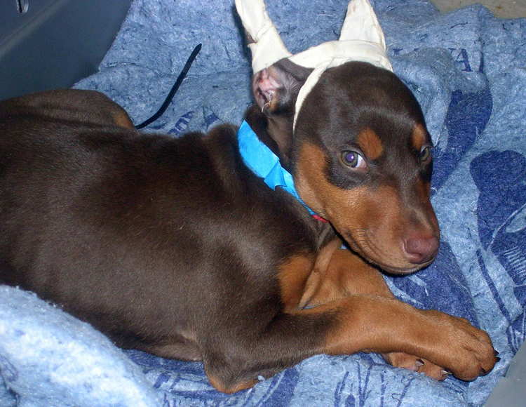 7 week old red rust female doberman puppy