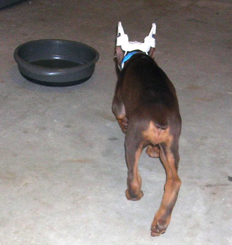 7 week old red rust female doberman puppy