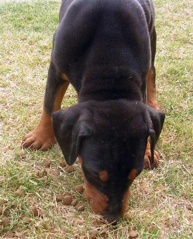 7 week old black rust male doberman puppy