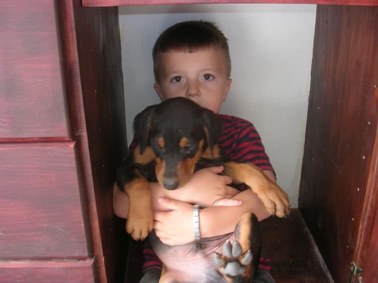 7 week old doberman puppies