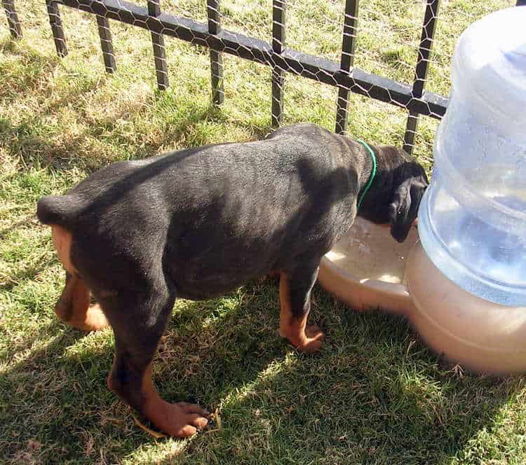 7 week old doberman puppies