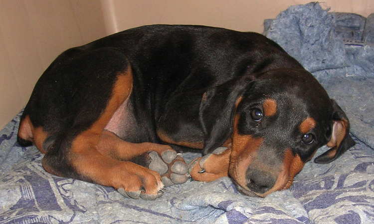 7 week old black rust female doberman puppy