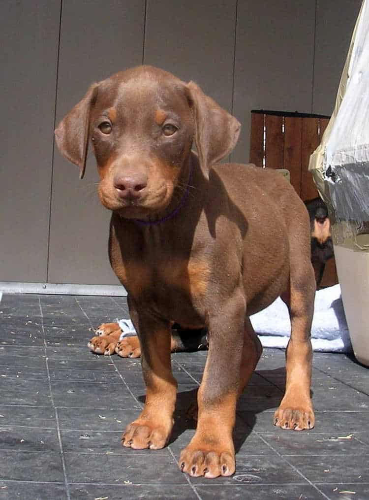 7 week old red rust female doberman puppy