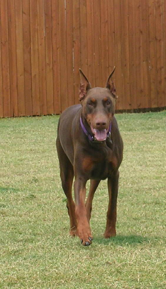 red and rust female doberman