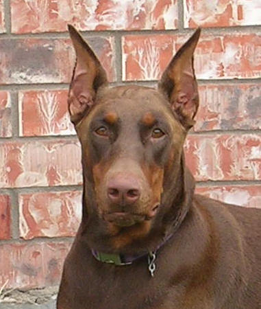 red and rust female doberman