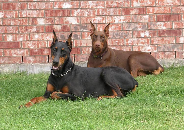 Black rust female doberman with her red rust daughter dobie