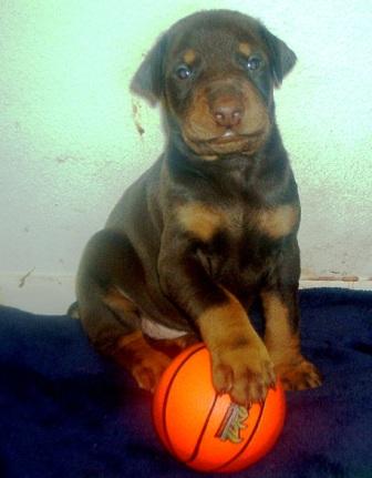 doberman pinscher puppy