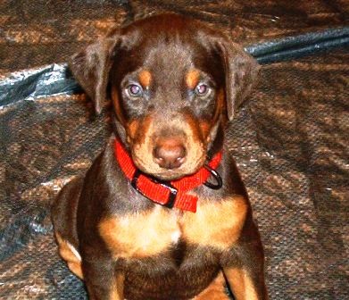 red and rust doberman puppies