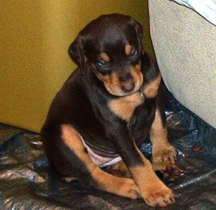 red and rust doberman puppies