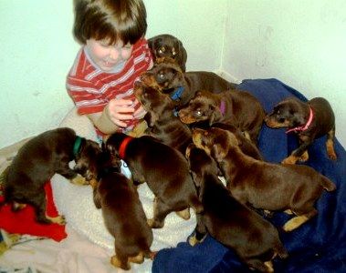 red and rust doberman puppies