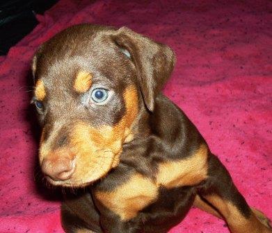 red and rust doberman puppies