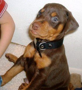 red and rust doberman puppies