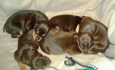 red and rust doberman puppies