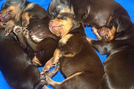 red and rust doberman puppies