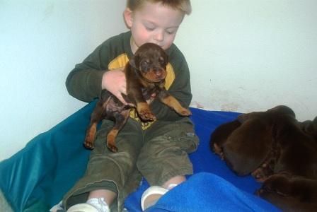 red and rust male doberman puppy