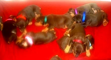 red and rust doberman puppies