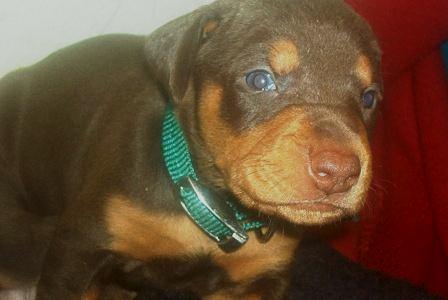 red and rust doberman puppy