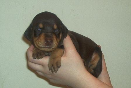 red and rust female doberman pup